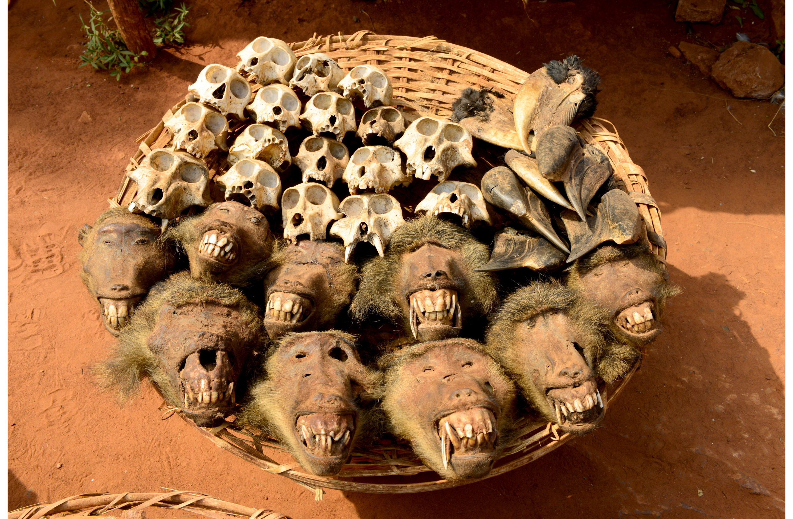 A basket of baboon skulls at a market.