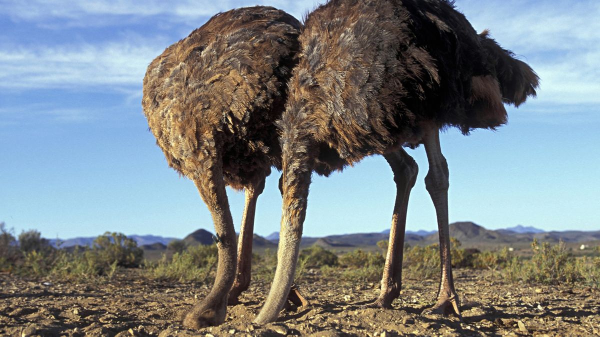 Do ostriches really bury their heads in the sand? | Live Science