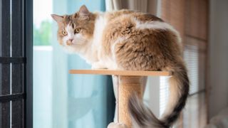 Persian cat sitting on perch by window