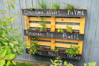 herb garden made with pallets