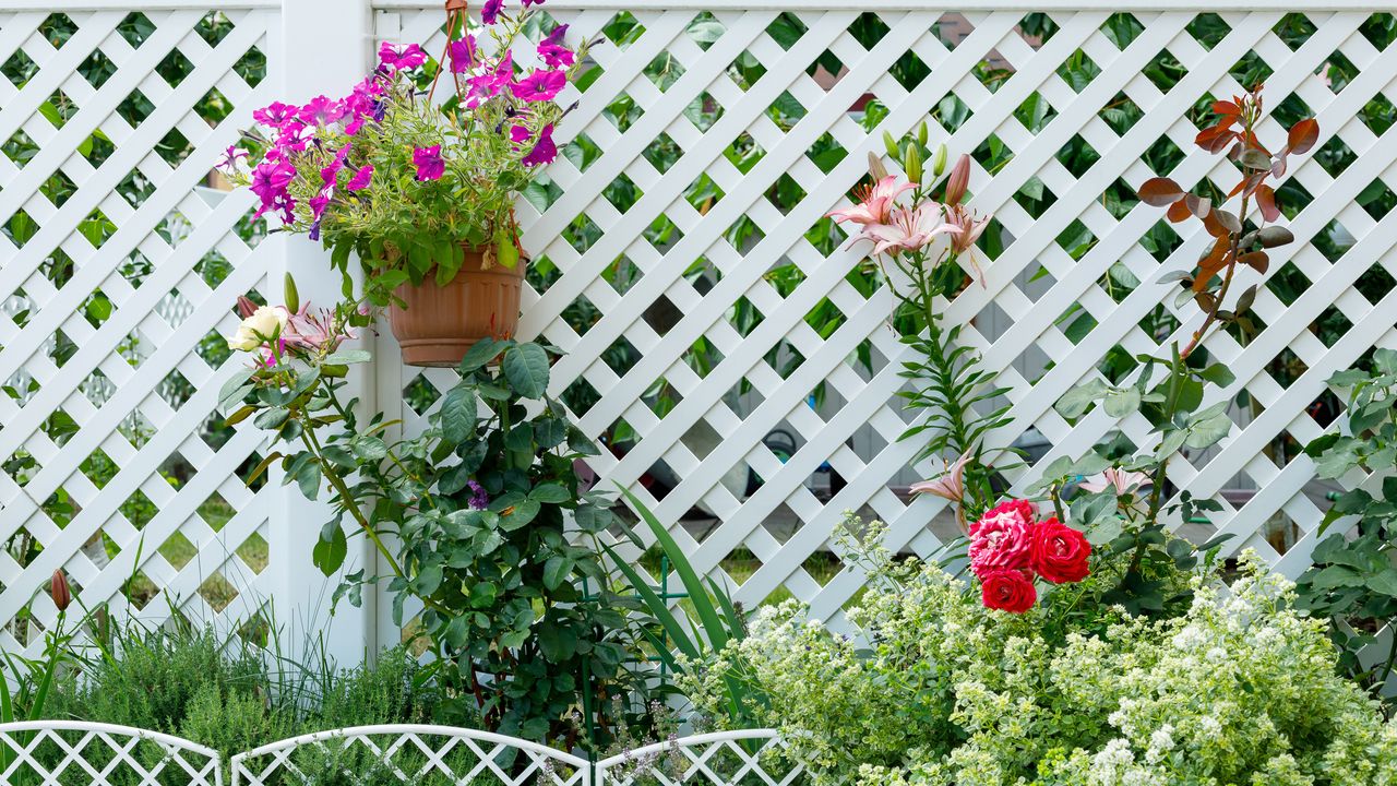 garden flowers on the background of white plastic fencing in the cottage village 