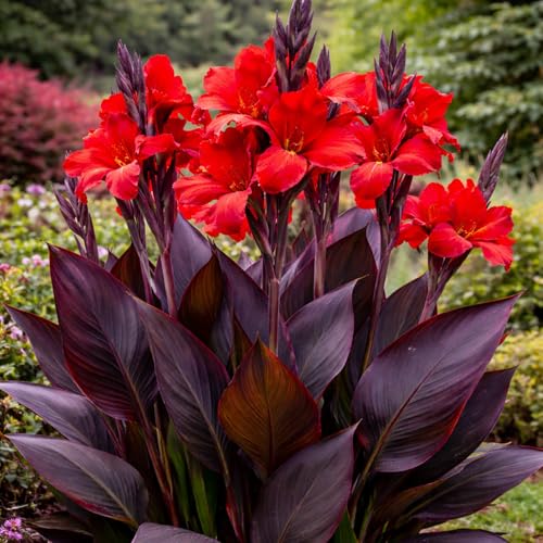 3 Black Knight Canna Lily Bulbs for Planting &amp;ndash; Deep Red Blooms With Dark Burgundy Foliage &amp;ndash; Tall Tropical Summer Flowers &amp;ndash; 3 Premium Rhizomes
