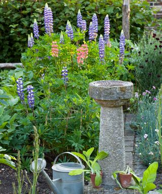 A close up shot of purple lupins with green leaves next to a stone bird bath and watering can