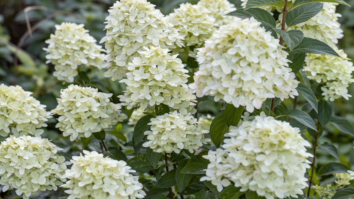 Expert tips for when to prune limelight hydrangeas | Homes & Gardens