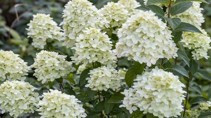 Limelight hydrangea in bloom