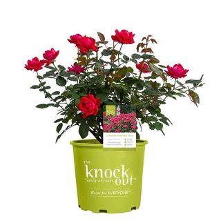 Double Red Knock Out Rose Bush