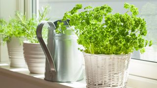 Parsley in white wicker pot on windowsill