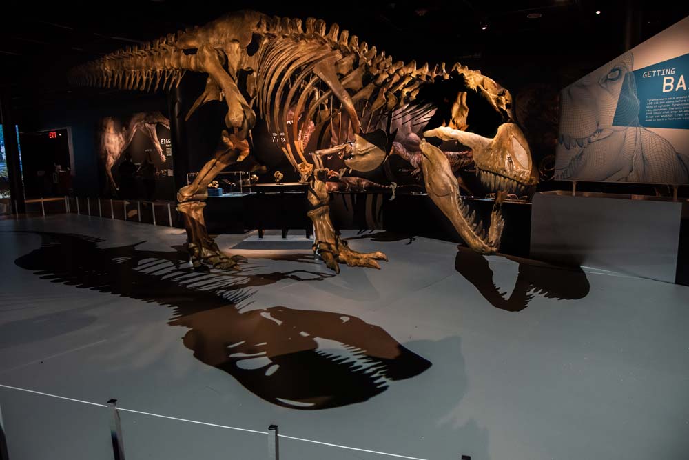 In Images: A New Look at T. Rex and Its Relatives: Page 2 | Live Science