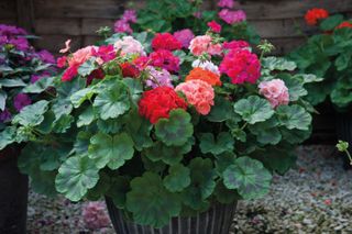 growing geraniums from cuttings
