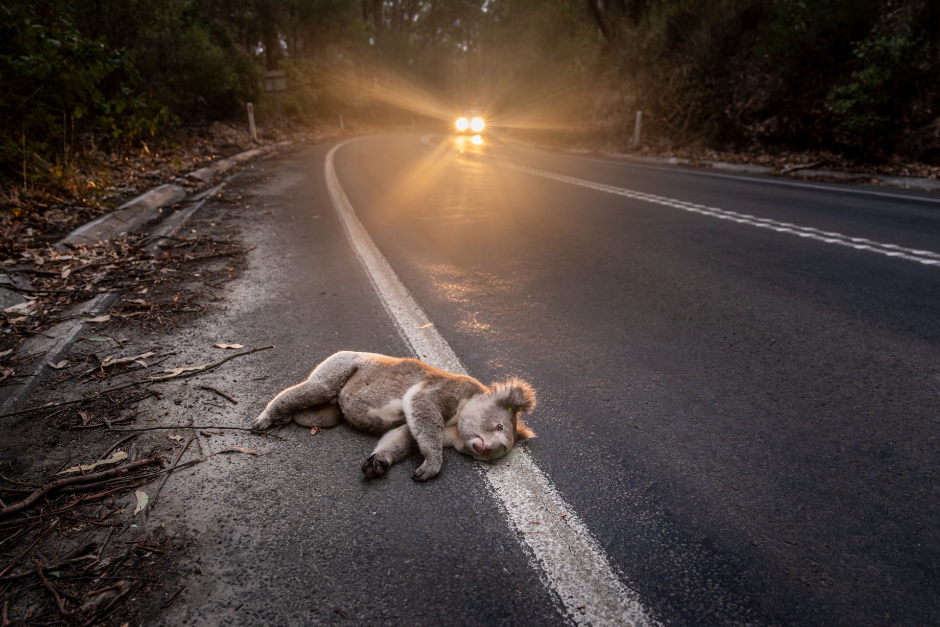 A koala lies dead or injured on the white road markings of a wet Australian road at dusk, with the headlights of an approaching car glowing through the mist in the background.
