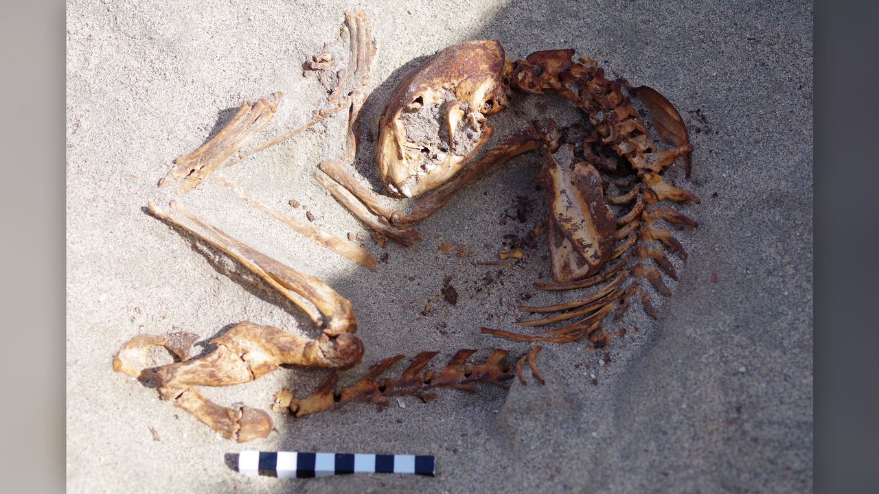 The skeleton of a lame cat.