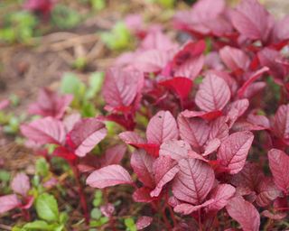 Red leaves of Amaranth growing on the vegetable plot