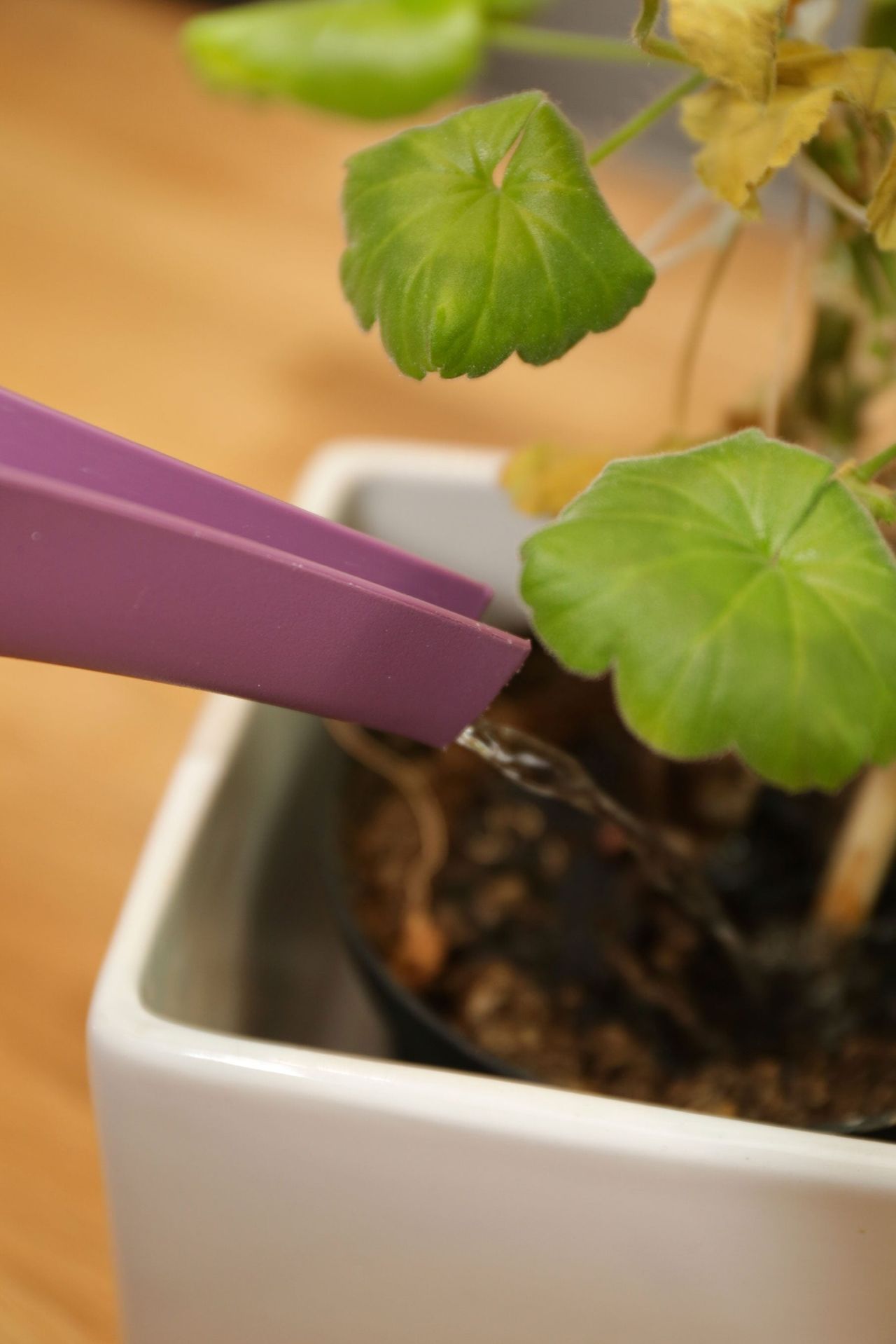 Watering A Dry Houseplant