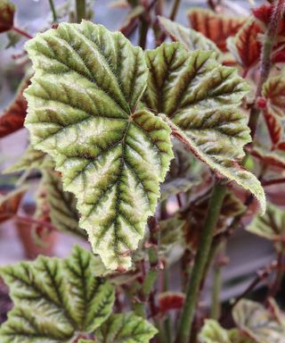 Metal leaf begonia