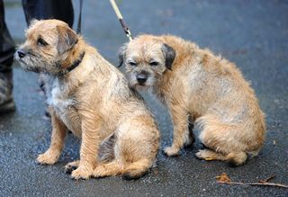 Soggy terriers, Tour of Britain 2011, stage two (cancelled)