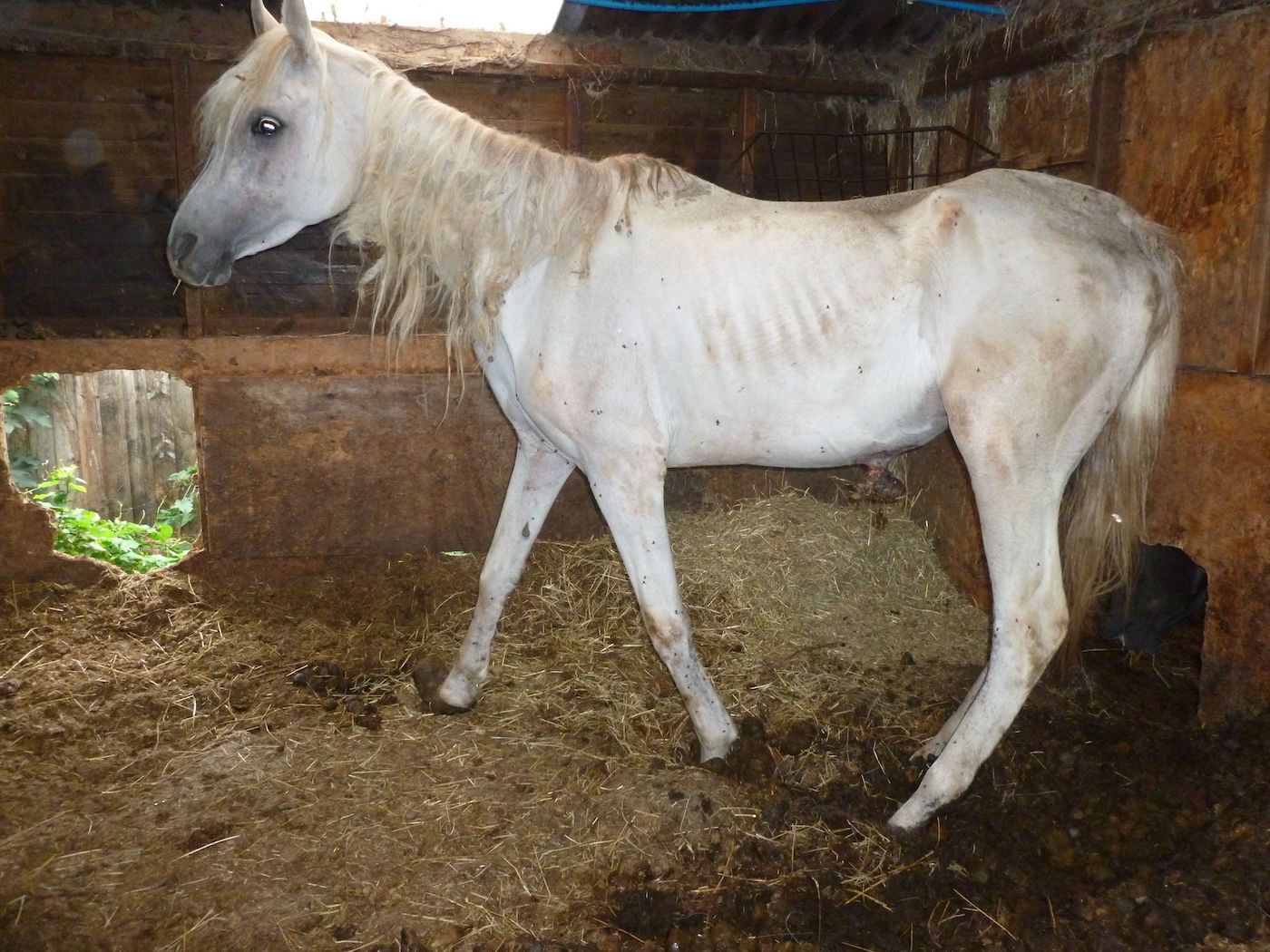RSPCA Arab before