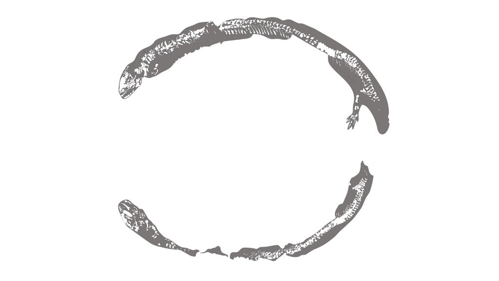 an illustration of the N. mazonense fossil that belongs to the Field Museum of Natural History