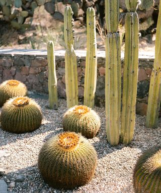 Botanical garden of San Miguel de Allende in Mexico. Cacti, tropical plants and a desert climate.