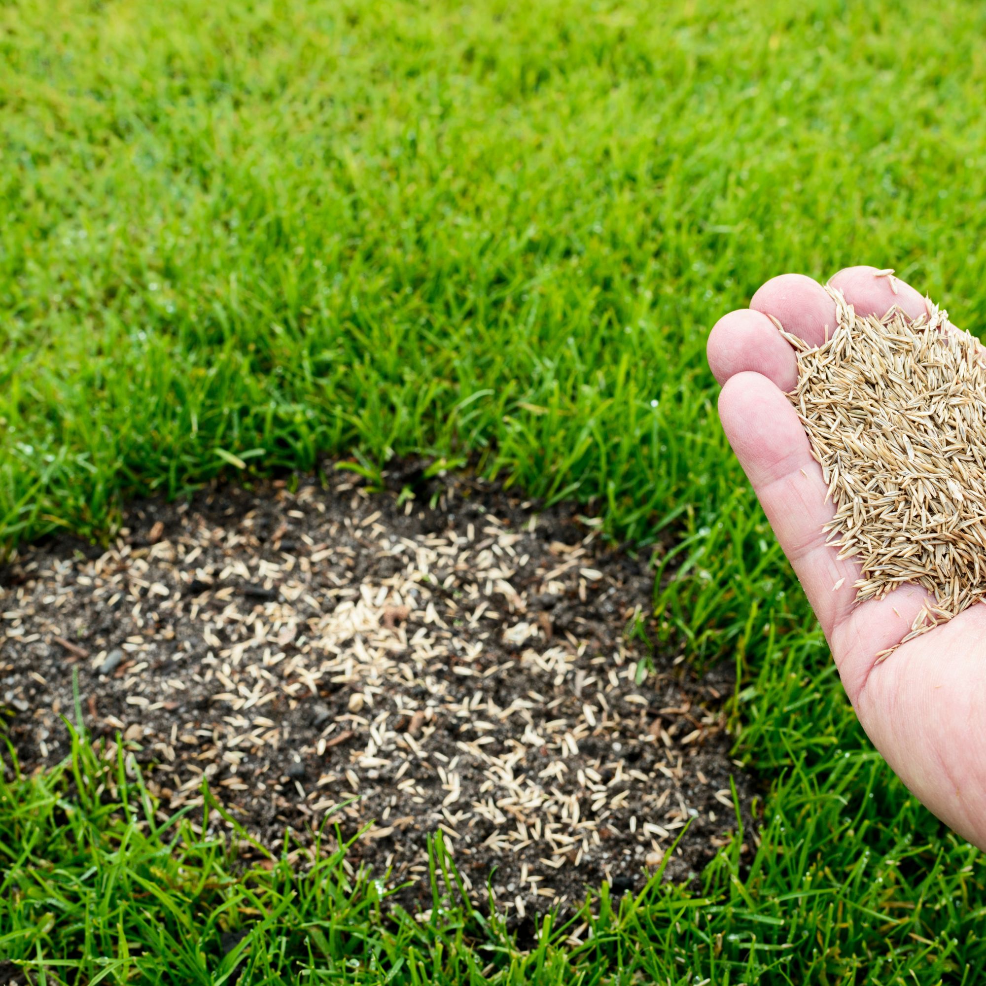seeding patch of lawn
