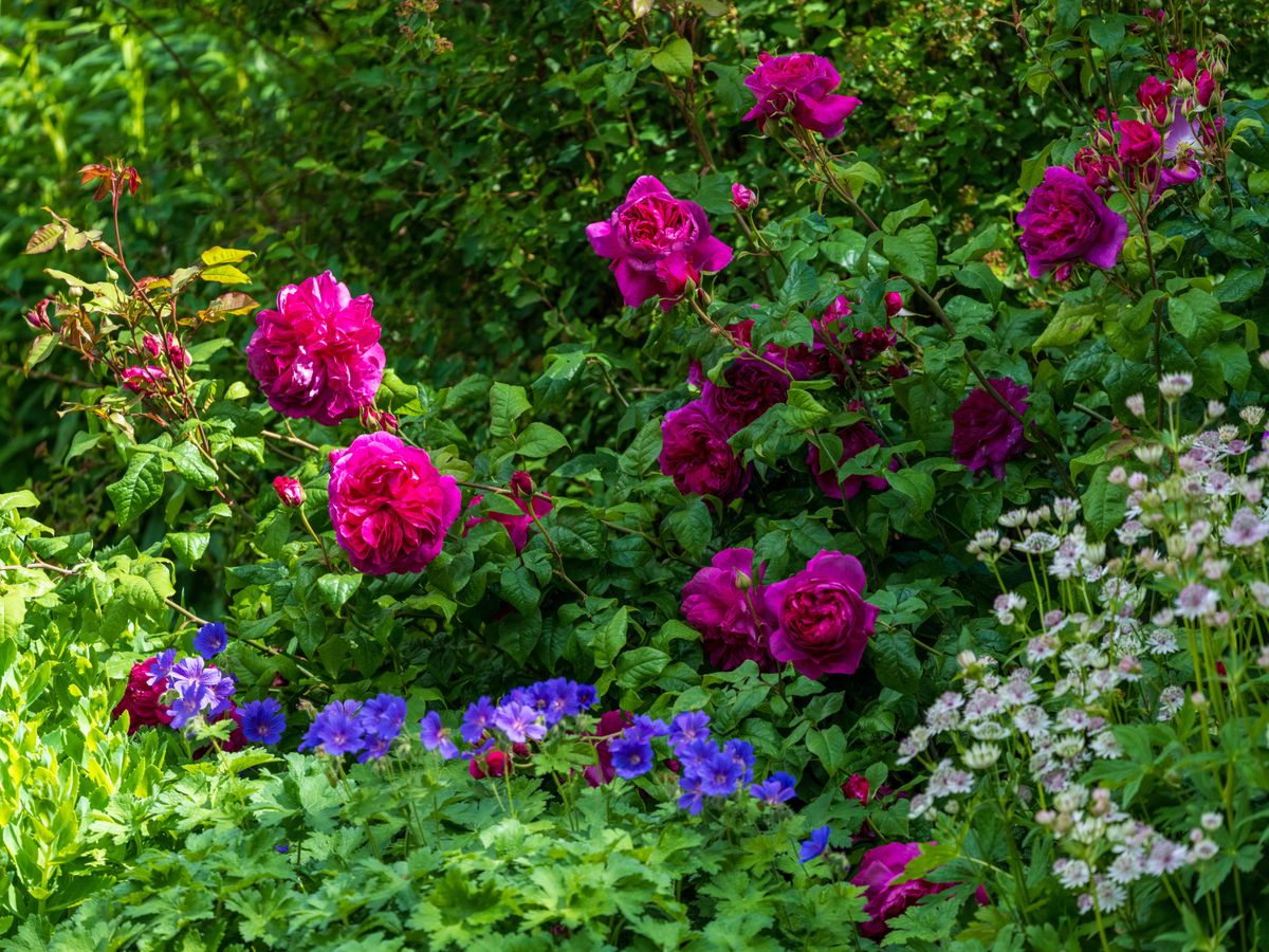 Fujifilm GF 500mm F5.6 R LM OIS WR