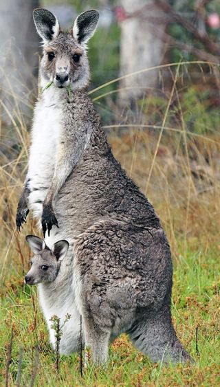 A juvenile kangaroo views the outside world from the pouch of an adult female Eastern gray kangaroo.