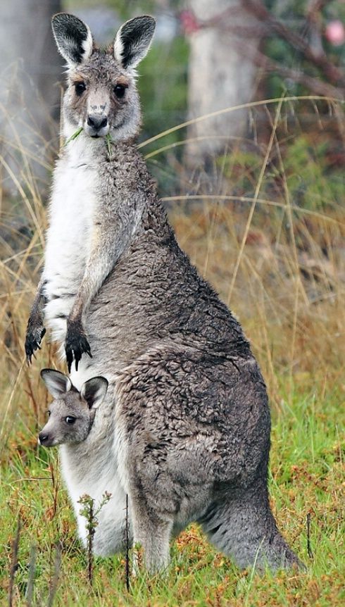 kangaroo mom and baby