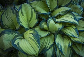 The background of Fresh green leaves of hosta plant
