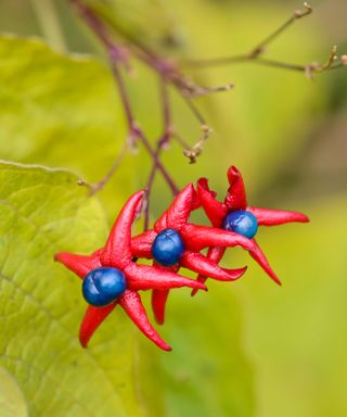 close up of flower on Clerodendrum trichotomum var.fargesii shrub