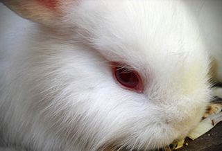 White bunny, animal testing