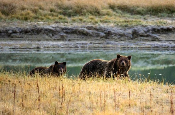 Grizzly bears in Yellowstone.