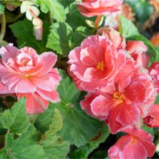 Pink begonia flowers growing on begonia plant