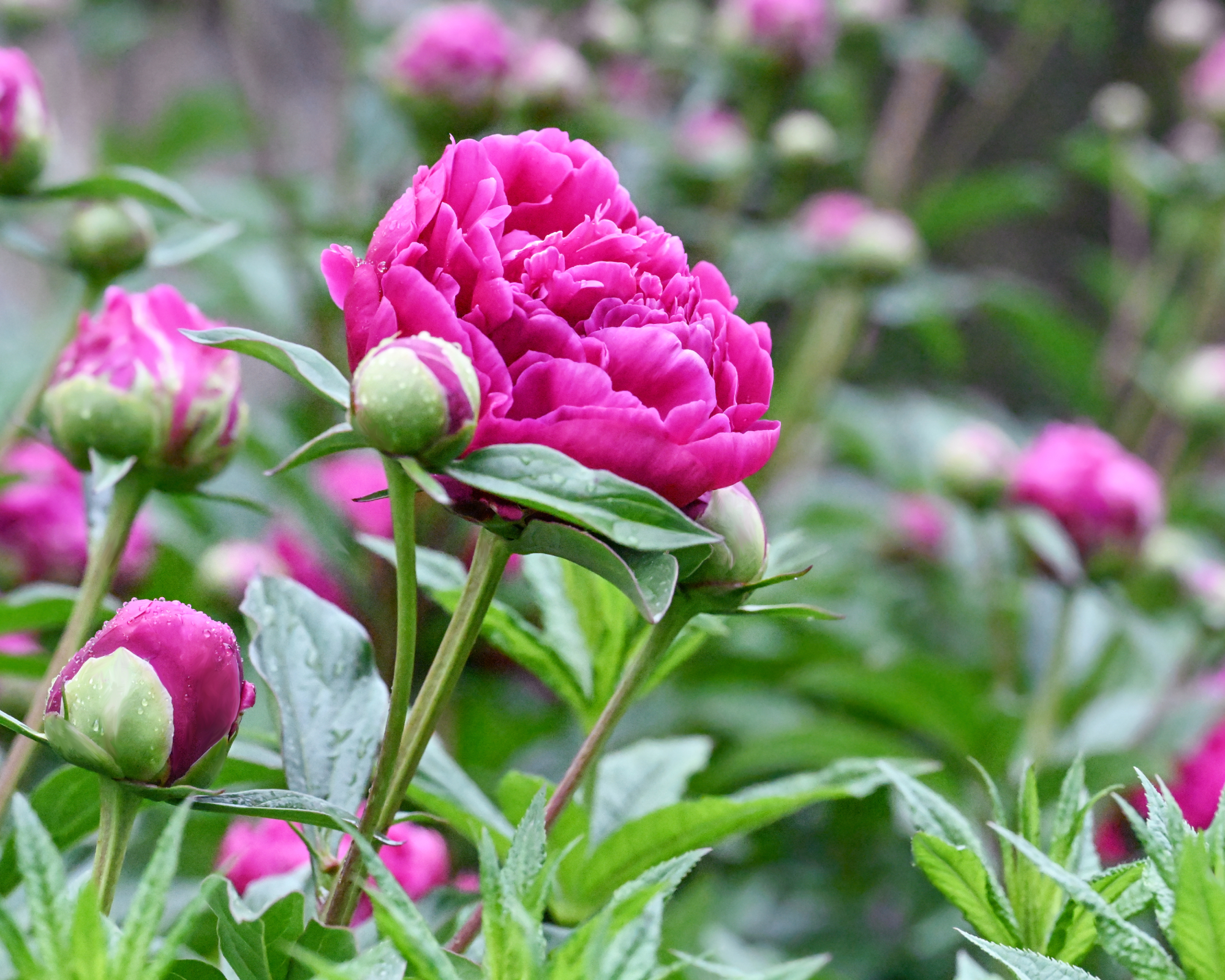 pink peonies and flowerbuds growing in a garden