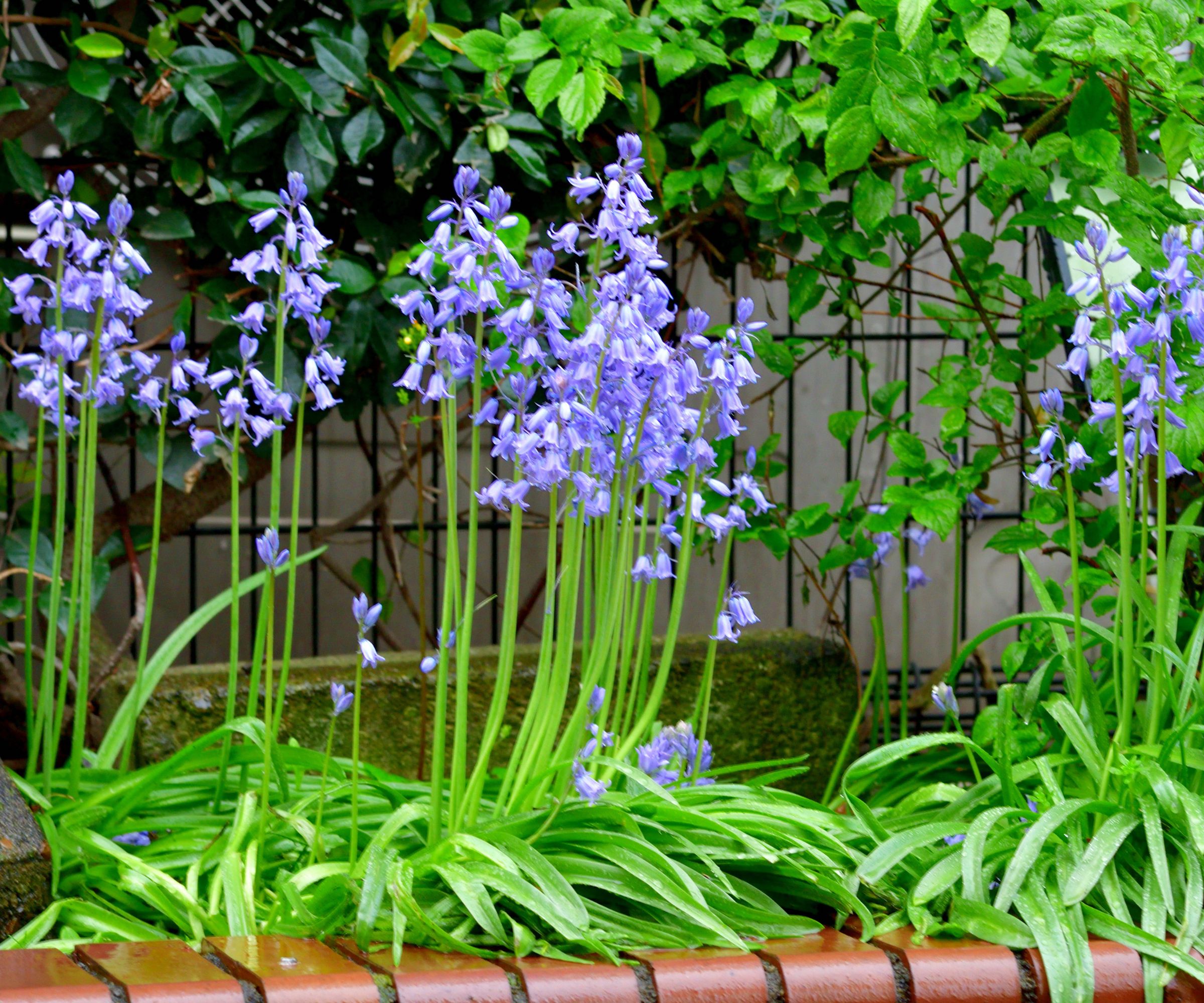 Hyacinthoides hispanica, commonly called Spanish bluebell or wood hyacinth, is a bulbous perennial. Each bulb produces a clump of 2-6 strap-shaped leaves from which rises a rigid flower stem containing many hanging, bell-shaped, blue-purple flowers held in an upright raceme. Flowers normally bloom in April to early May.As the name suggests, these flowers are native to Spain and Portugal and have beautiful blue, bell-shaped blossoms.