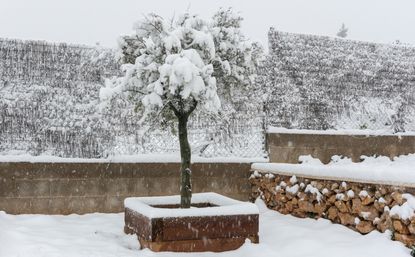snow covered tree in winter garden