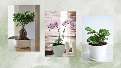 bonsai tree, orchid and zebra plant in a composite image with green patterned background to show the hardest houseplants to keep alive