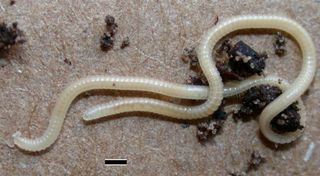 a white millipede with 750 legs.