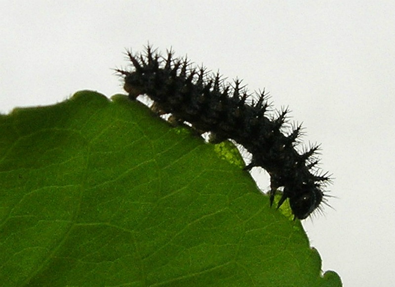 caterpillar mormon fritillary, butterflies affected by climate change, climate change effects on animals, mormon fritillary butterfly, earlier springs, early snowmelt in rocky mountains, butterfly images, butterfly photos