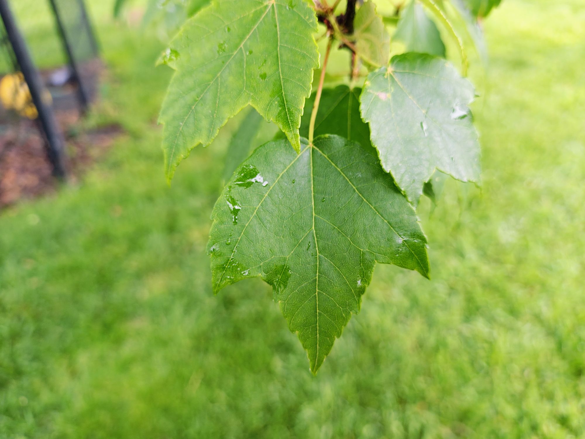 Motorola Razr Plus 2024 macro sample.