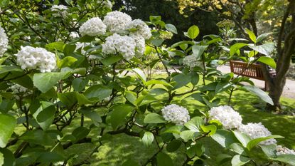 A viburnum Carlesii flowering in spring with large white blooms