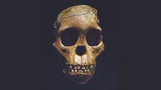 A reproduction of the Taung child skull against a black background.