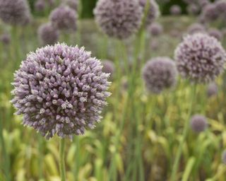 Alliums among the spring bulbs in the Kitchen Garden at Knightshayes Court