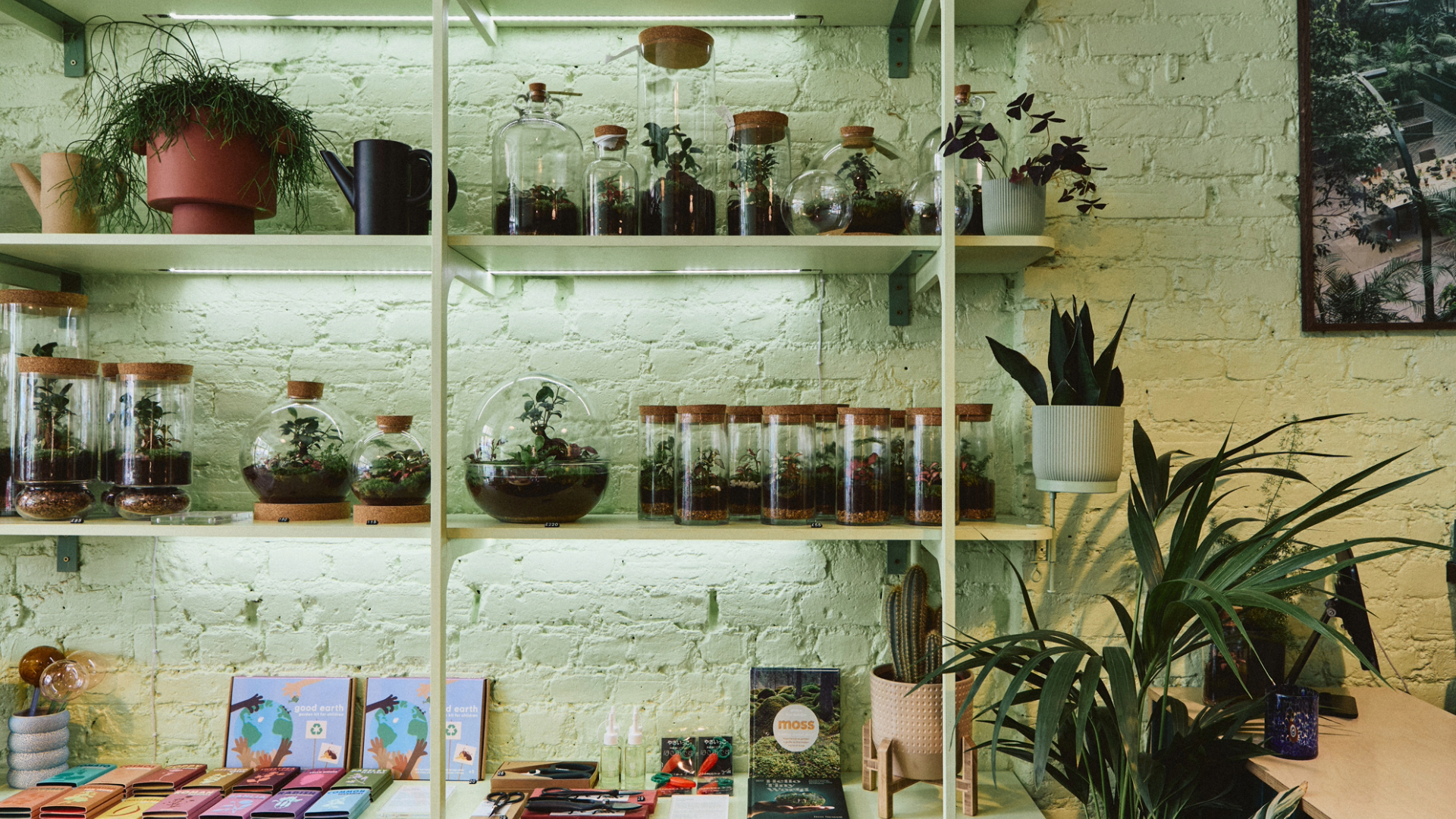 Terrariums on shelving unit