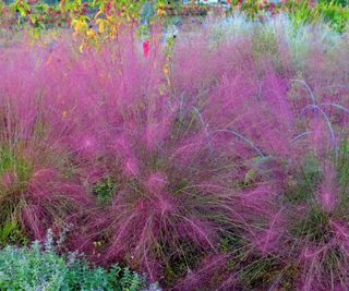 10 Meadow Flowers & Grasses For A Low-Maintenance Landscape | Gardening
