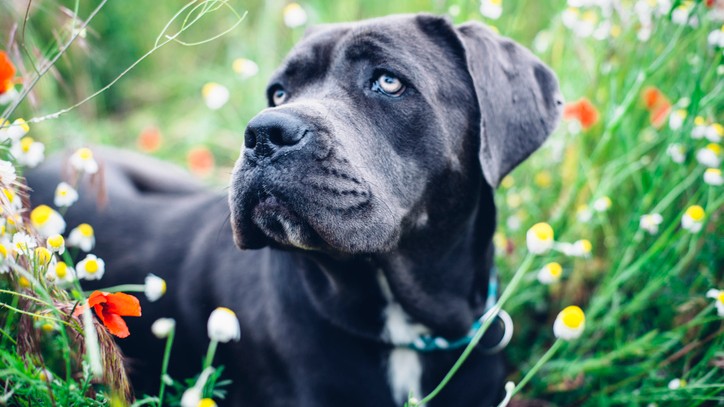 Majestic Blue Cane Corso: 2024 Comprehensive Guide