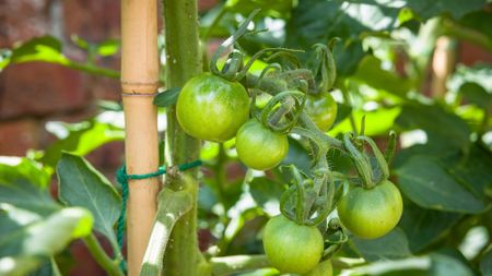 Indeterminate (cordon) vine tomato plant growing in a garden