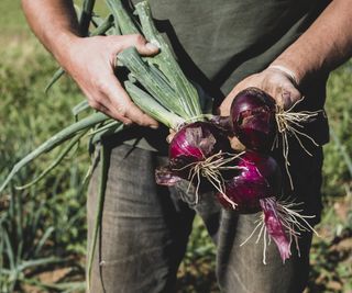 A farmer holding a harvest of red onions