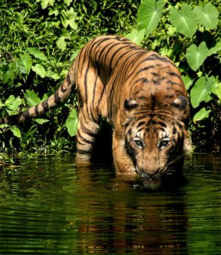The Malayan Tiger