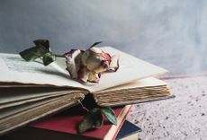 Single dried pink and cream rose stem on an old open book 