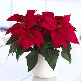 Red poinsettia plant in white pot