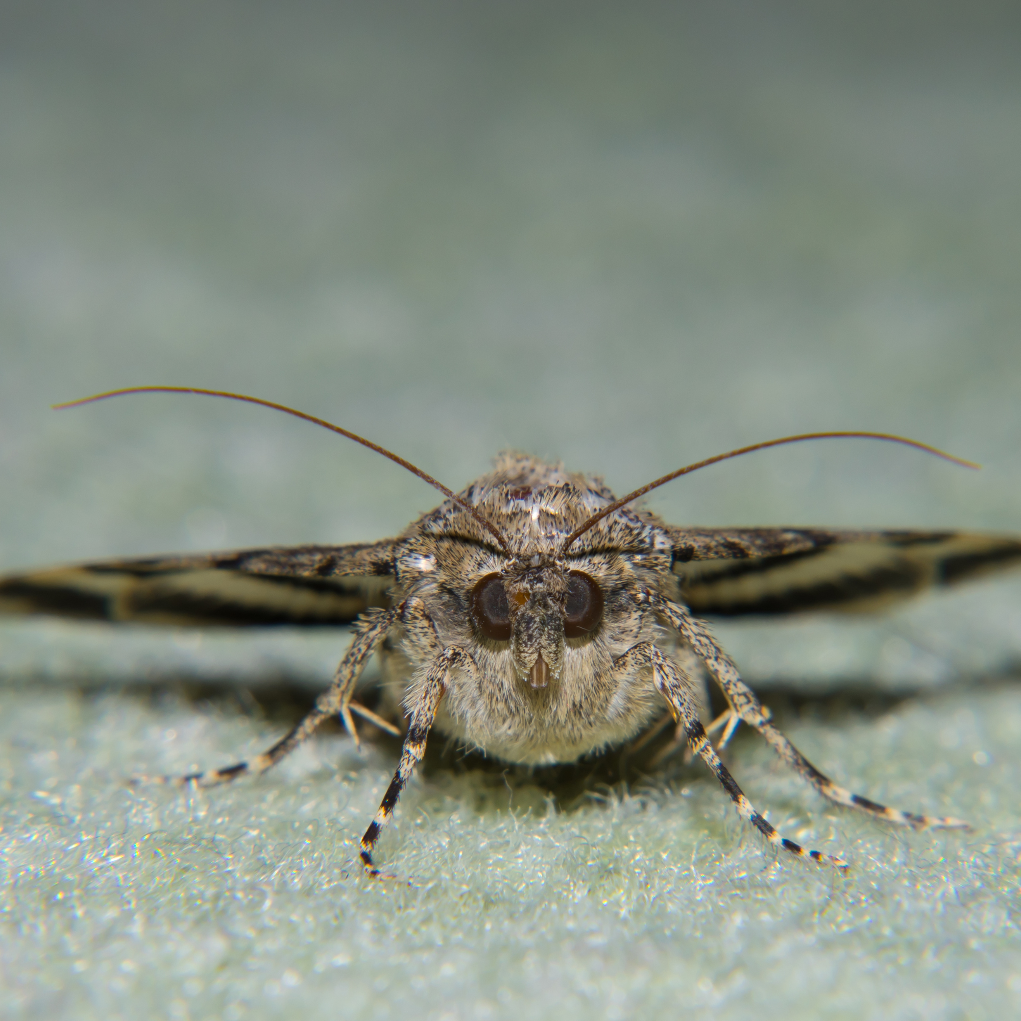 Close up of a carpet moth facing the camera straight on.